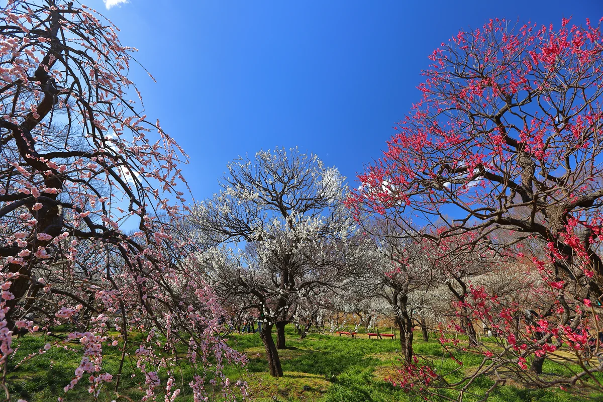 投稿写真：郷土の森梅園