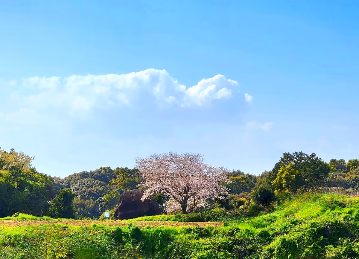 投稿写真：鬼の石の一本桜