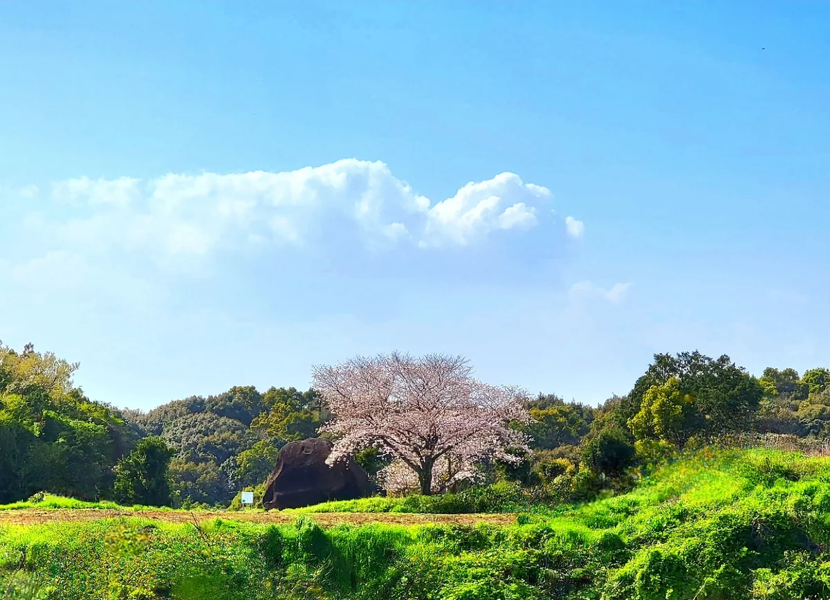 投稿写真：鬼の石の一本桜