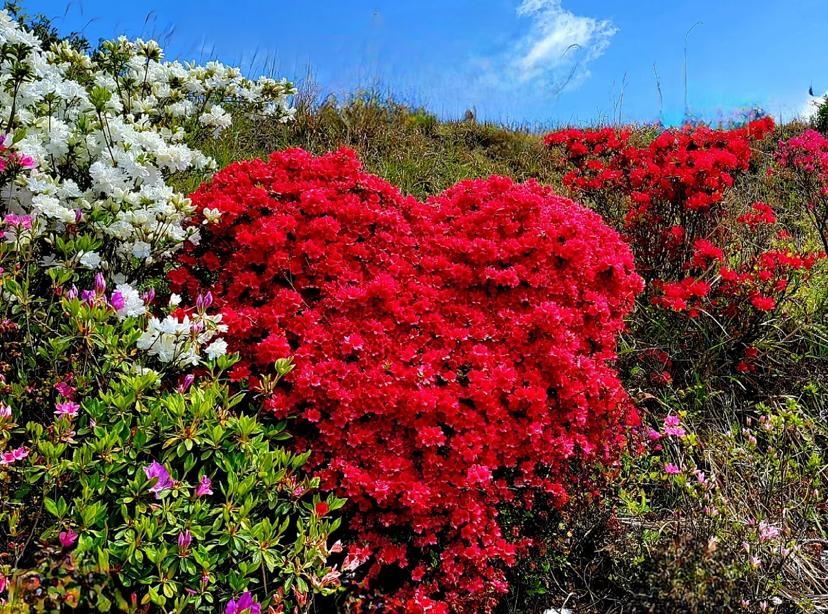 投稿写真：ツツジでラブ❤️
