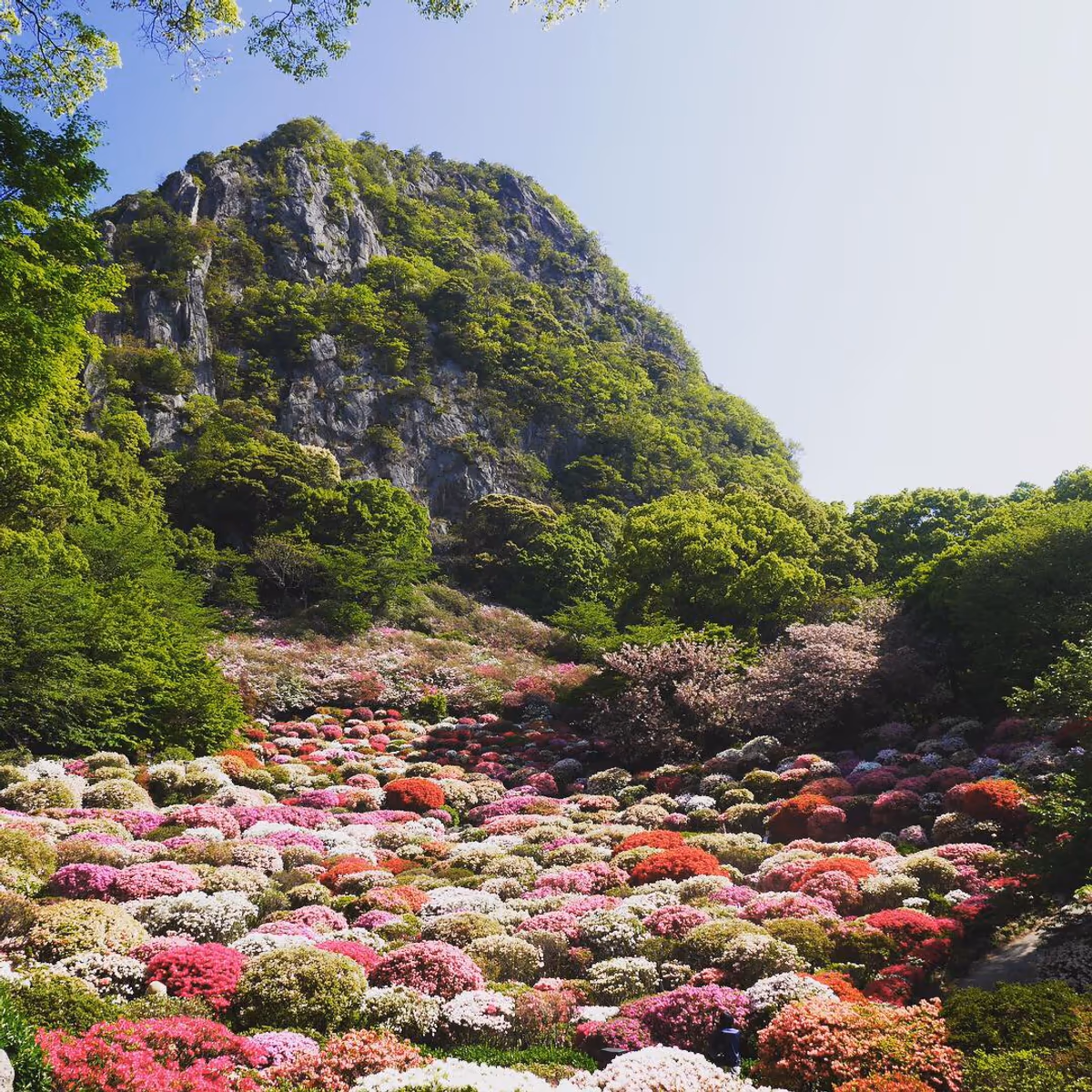 投稿写真：002御船山楽園（佐賀）