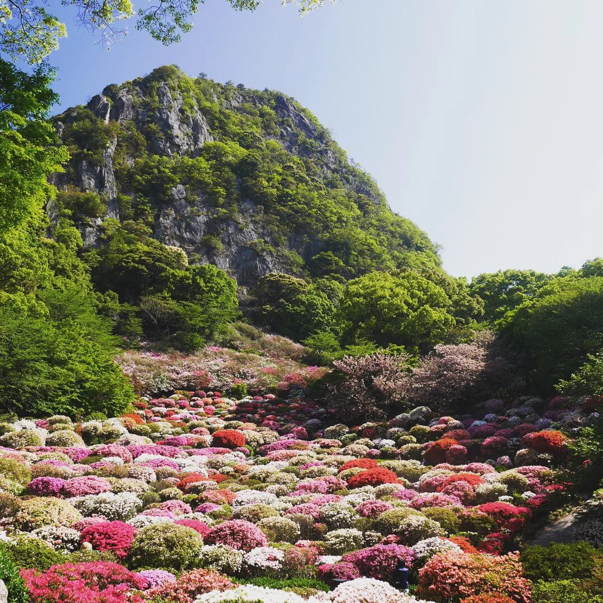 投稿写真：002御船山楽園（佐賀）