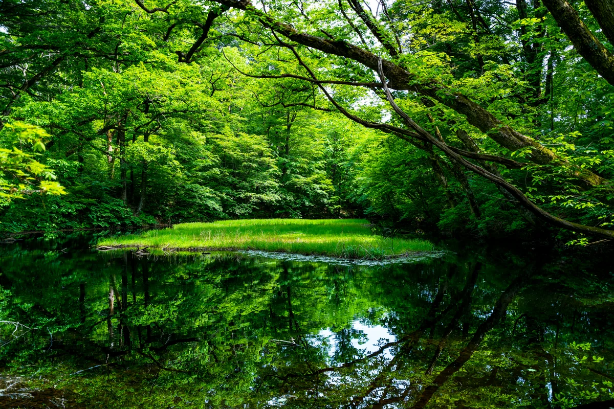 投稿写真：新緑の乙和池