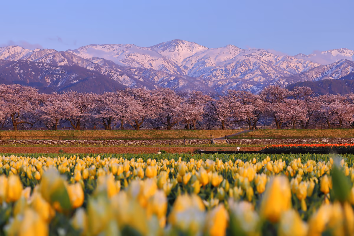 投稿写真：あさひ舟川　桜並木とチューリップ畑