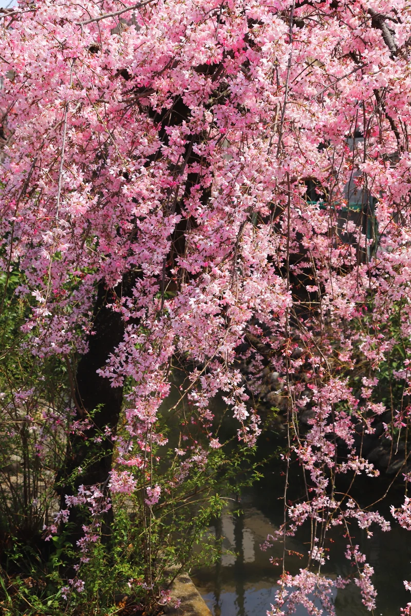 投稿写真：二ヶ領用水路桜並木