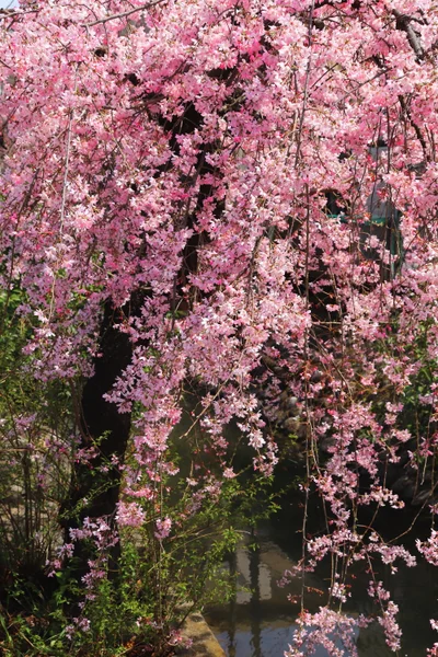 投稿：二ヶ領用水路桜並木