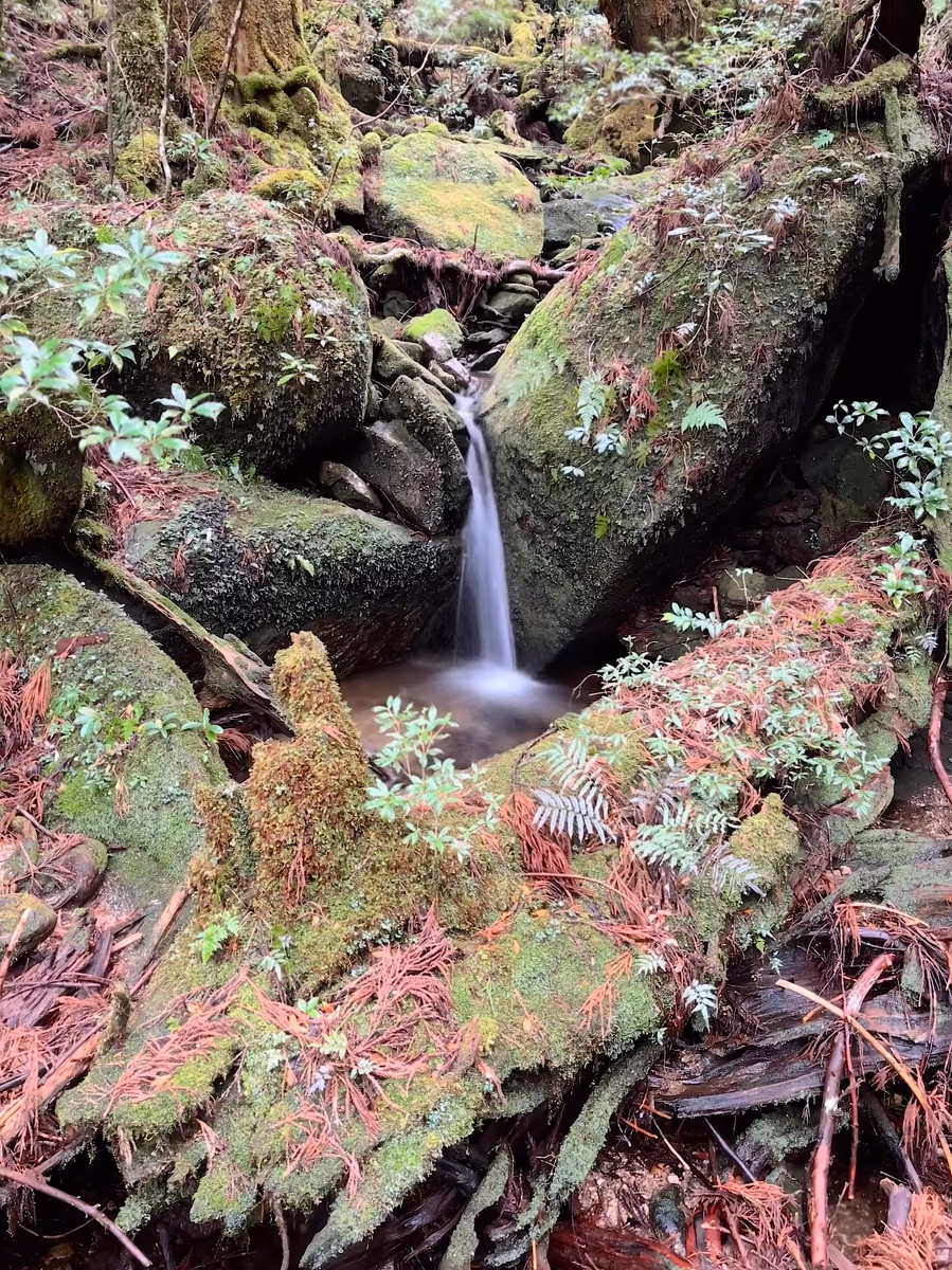 投稿写真：苔むす森