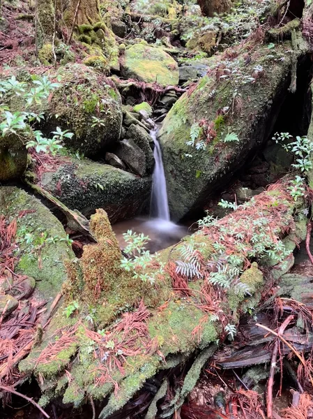 投稿：苔むす森