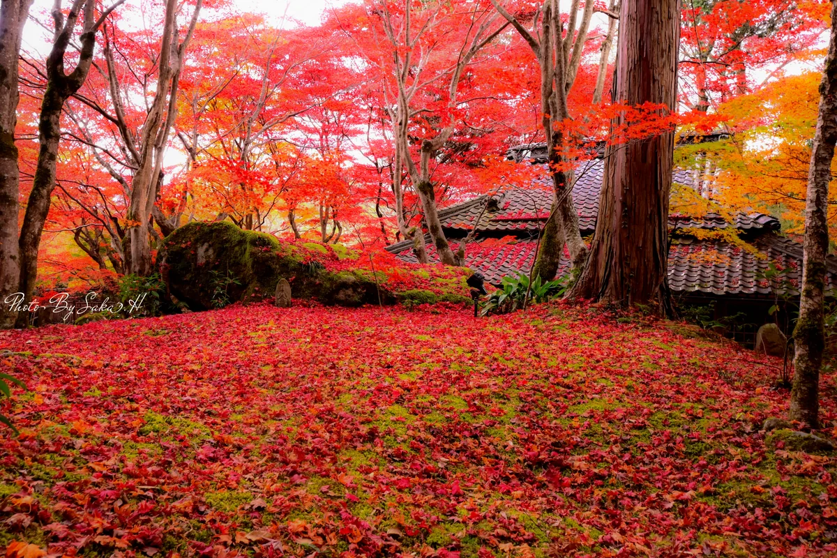 投稿写真：紅葉の絨毯