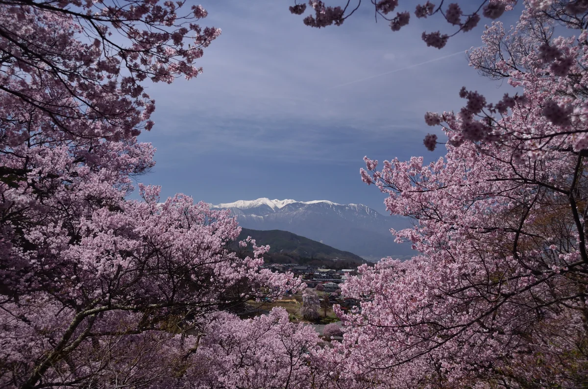投稿写真：木曽アルプスと紅桜