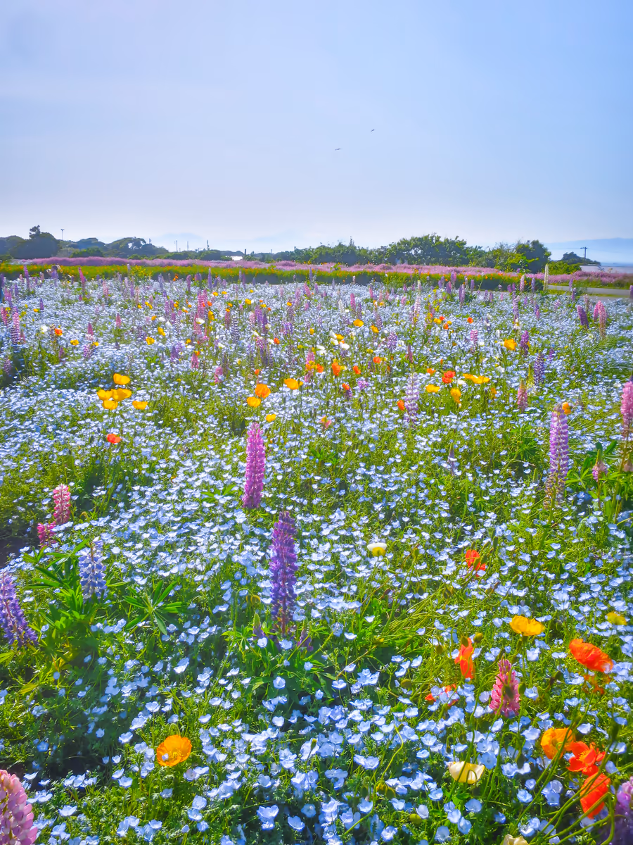 投稿写真：ソレイユの丘の花々と富士山
