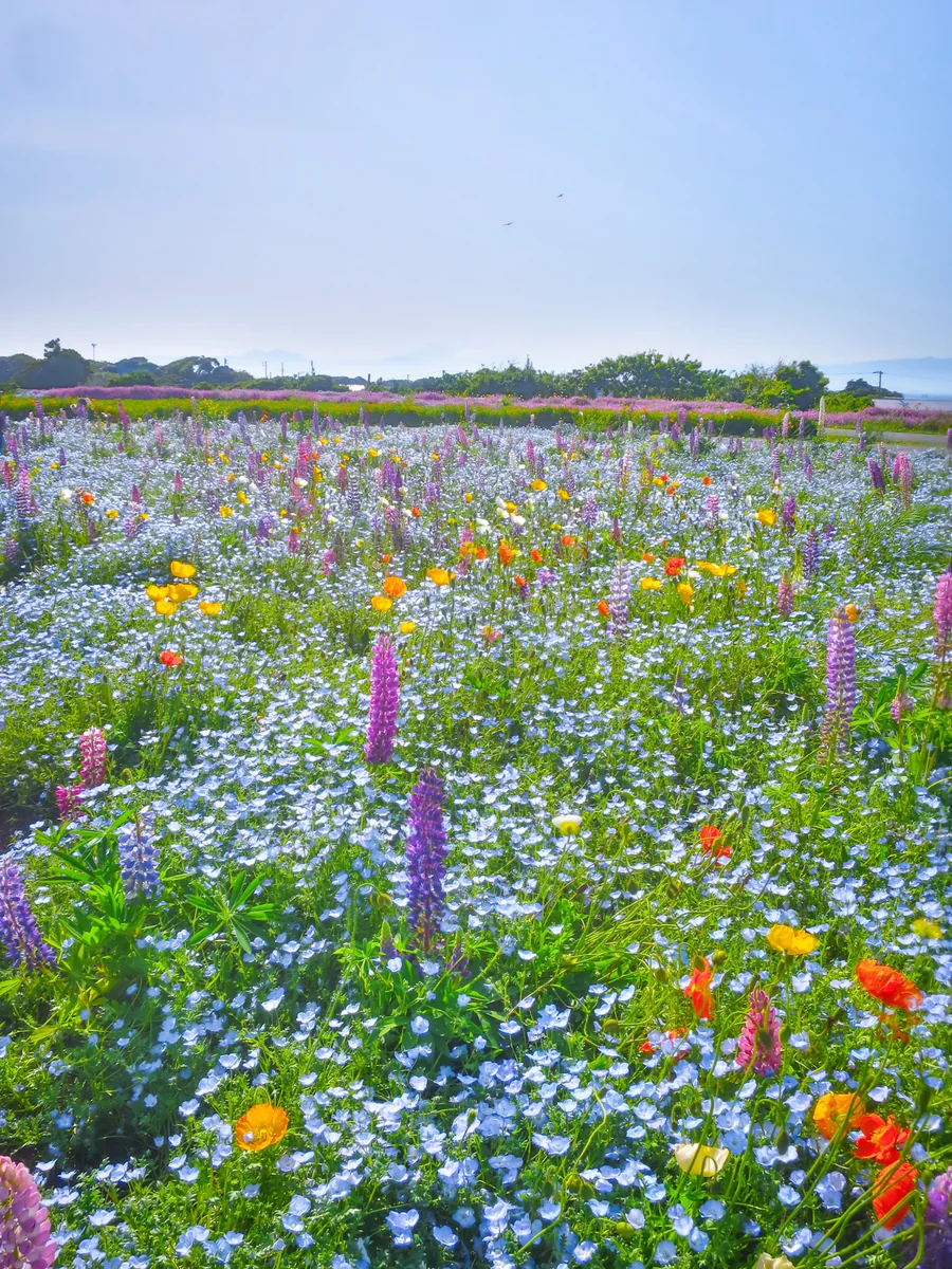投稿写真：ソレイユの丘の花々と富士山