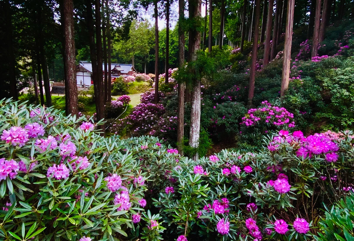 投稿写真：まるでお伽話の世界に迷い込んだみたいな石楠花の森