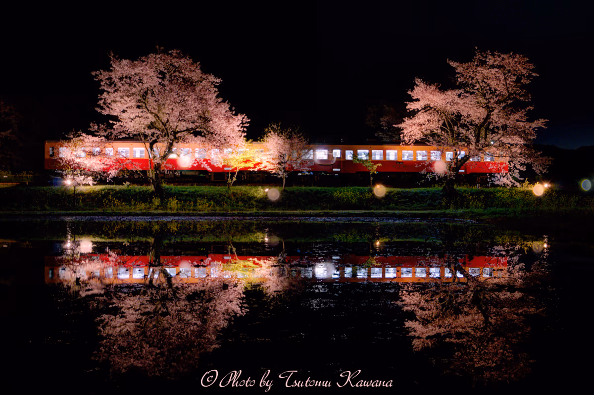 投稿写真：夜桜に染まりし、汽車は映えるなり。