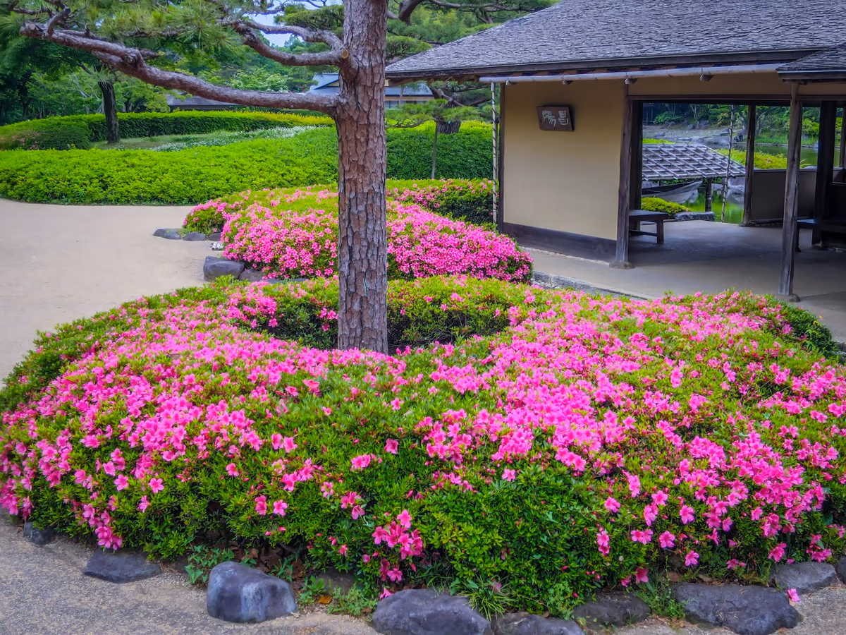 投稿写真：サツキ