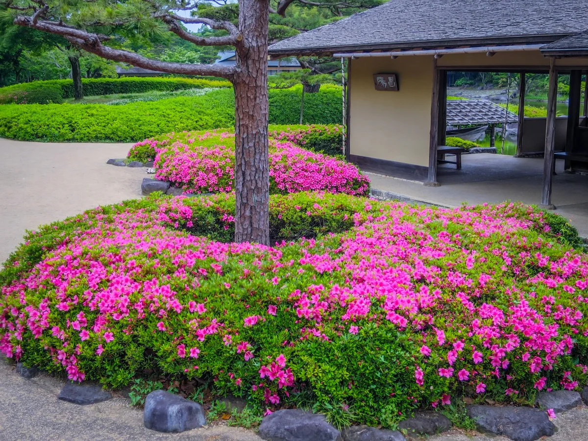 投稿写真：サツキ