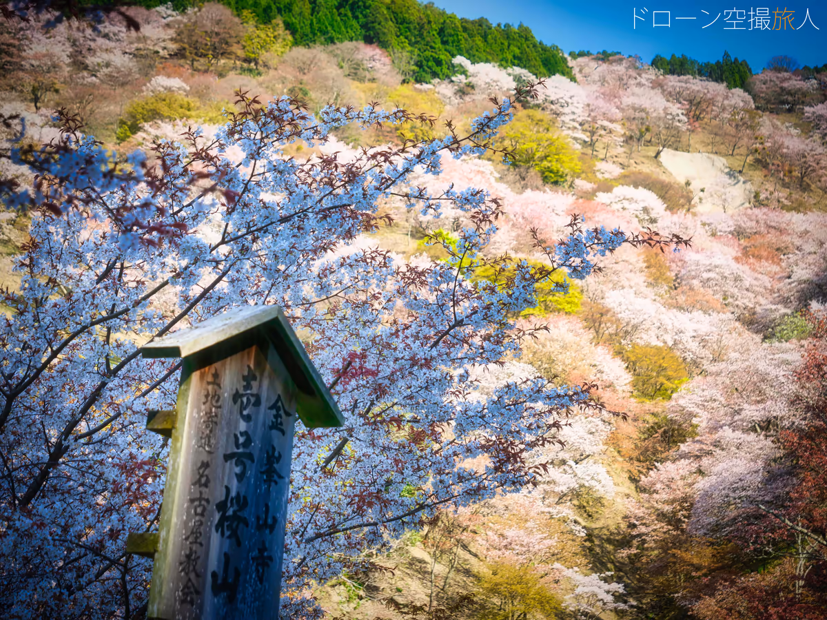 投稿写真：吉野千本桜