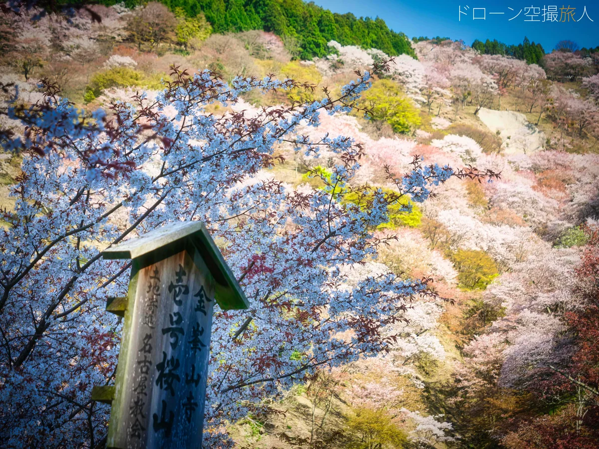 投稿写真：吉野千本桜
