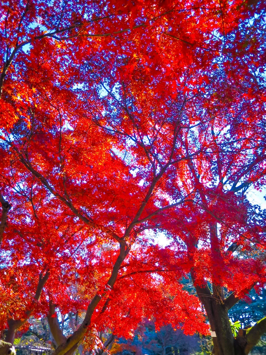 投稿写真：真っ赤なモミジの紅葉
