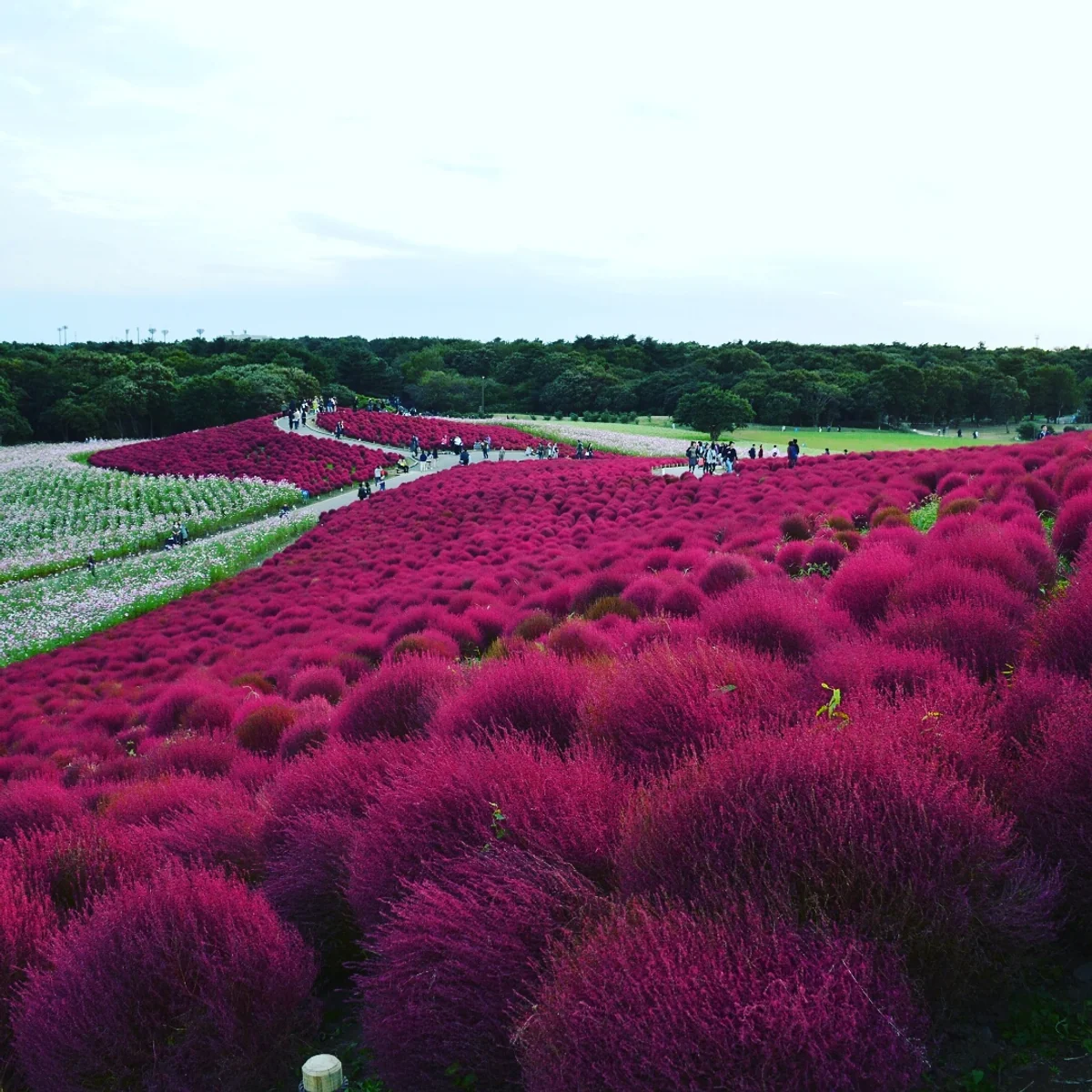 投稿写真：赤の惑星3