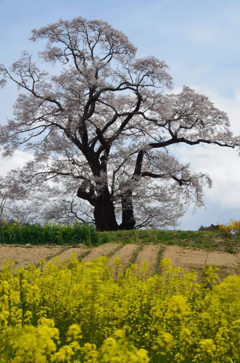 投稿写真：塩の崎の大桜
