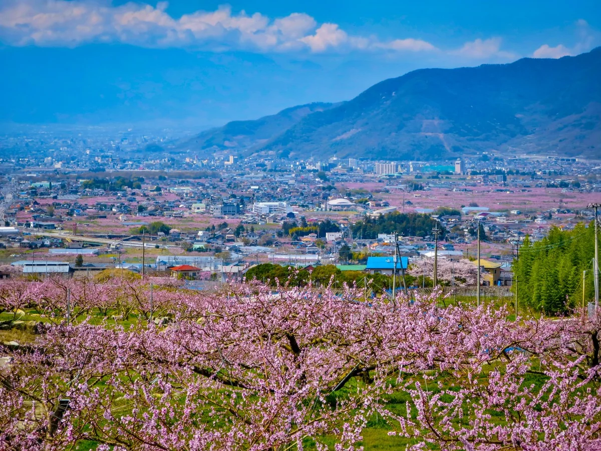 投稿写真：桃源郷