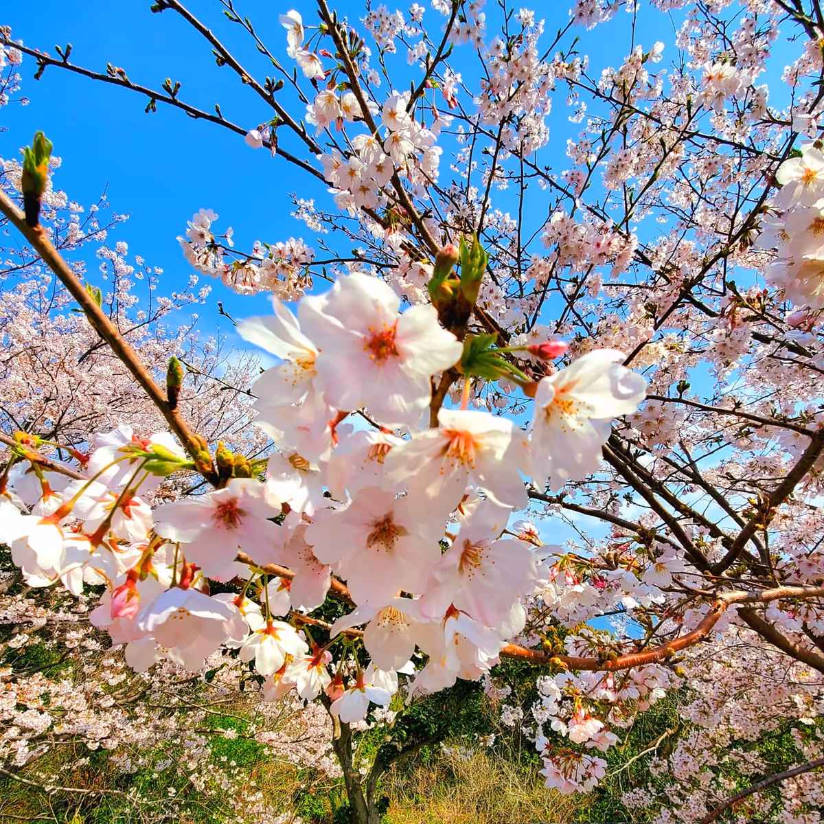 投稿写真：のぞみ公園