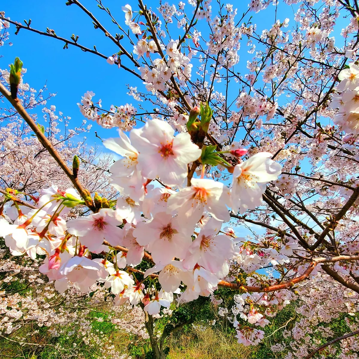 投稿写真：のぞみ公園