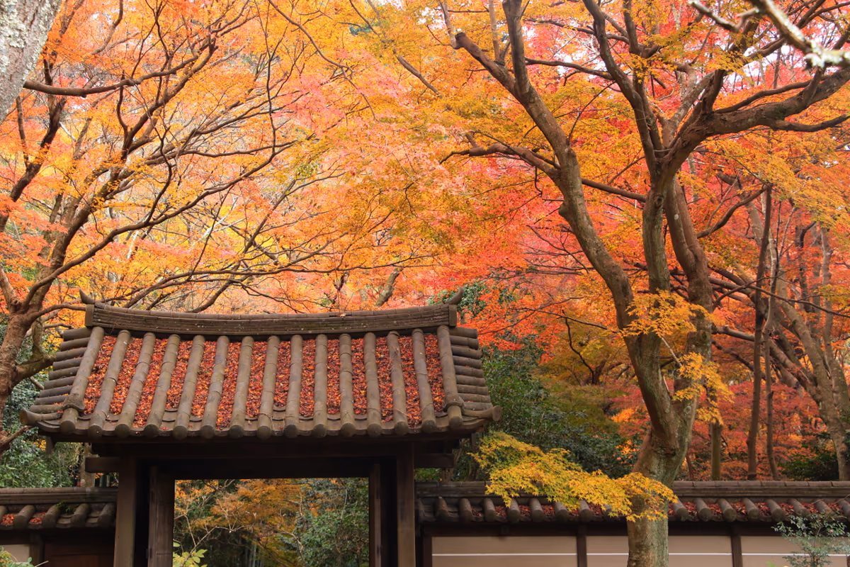投稿写真：晩秋の紅葉