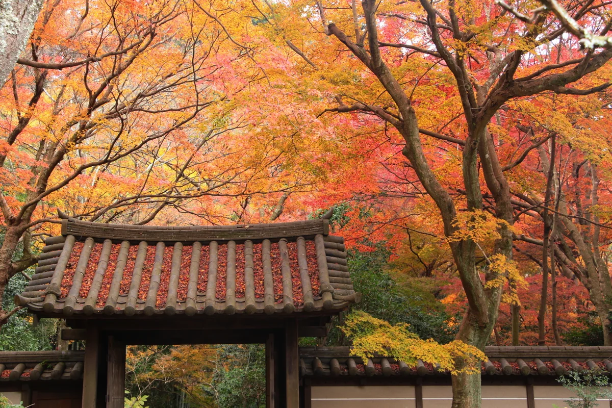 投稿写真：晩秋の紅葉