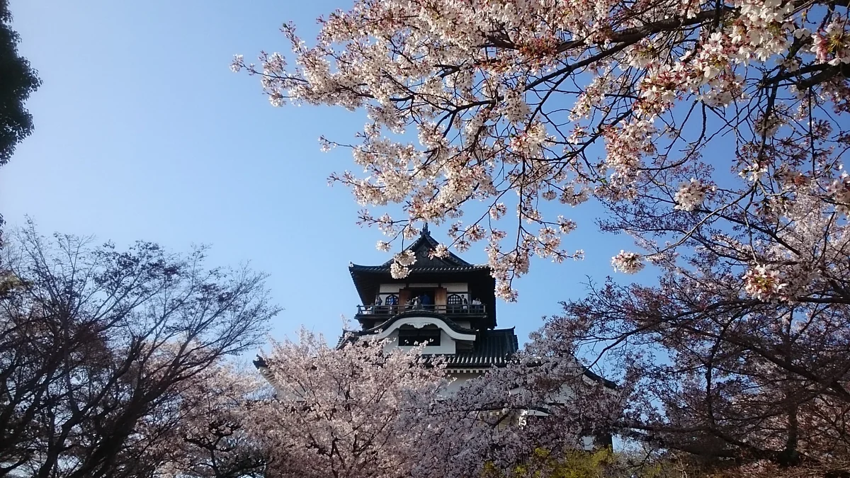 投稿写真：犬山城