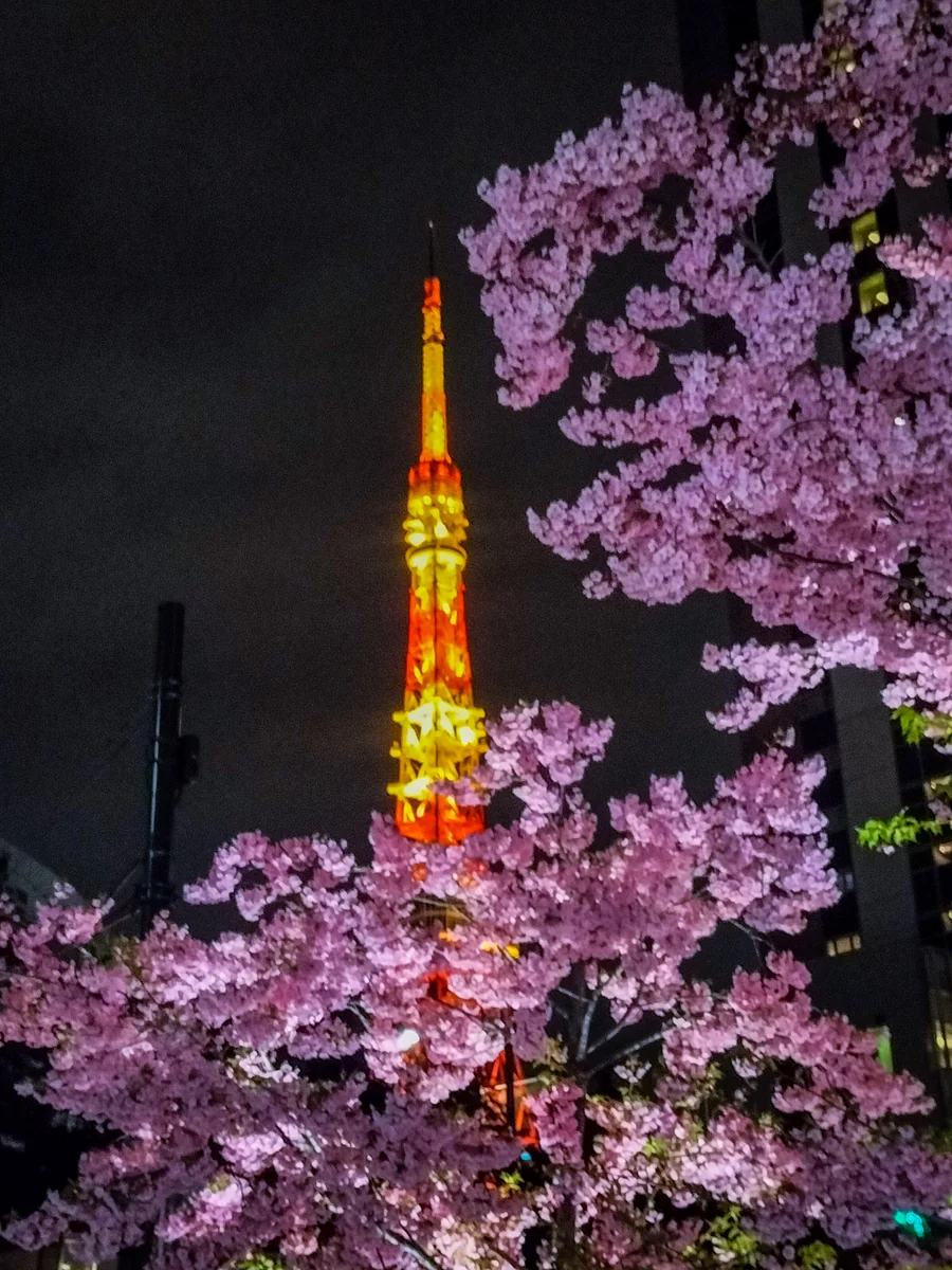 投稿写真：河津桜と東京タワー④