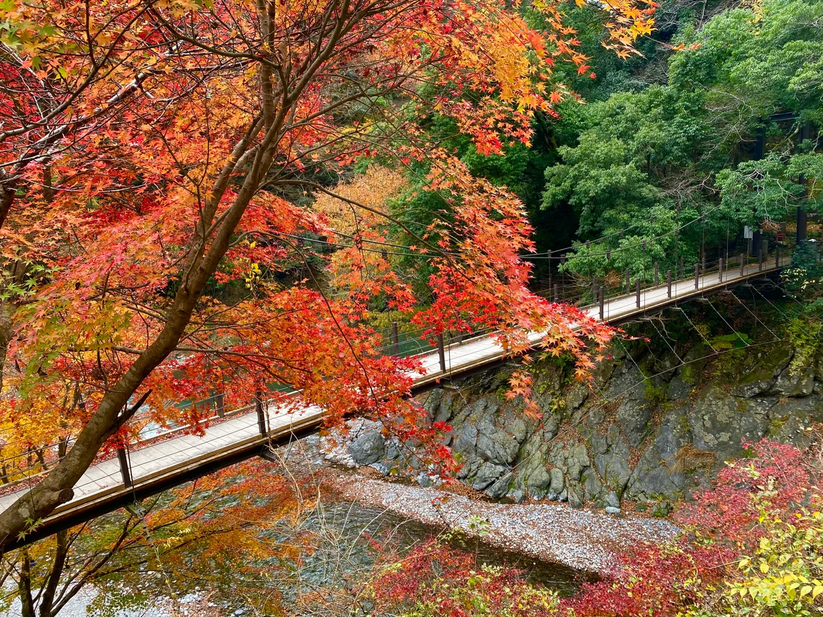 投稿写真：錦秋の奥多摩