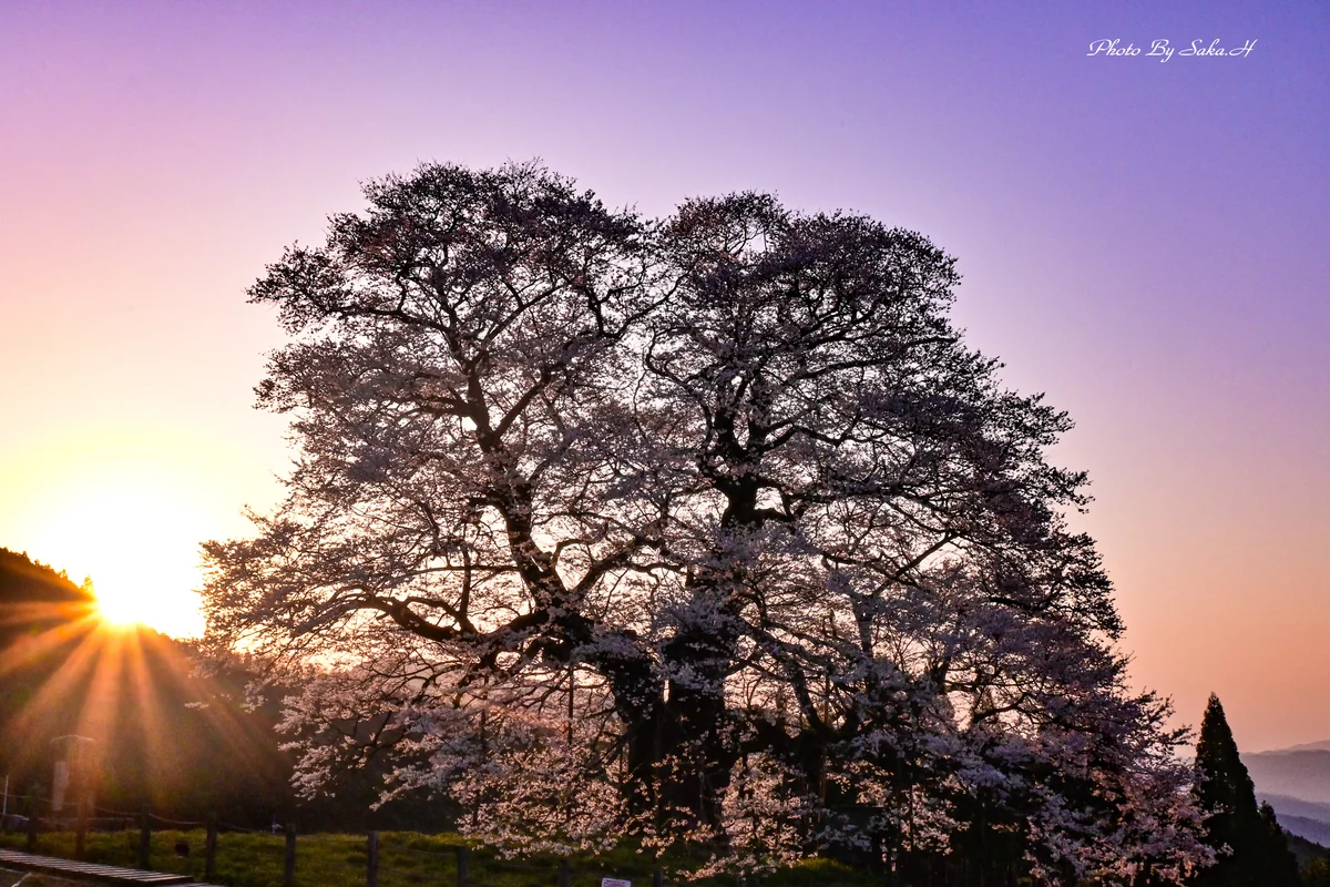投稿写真：春を照らして