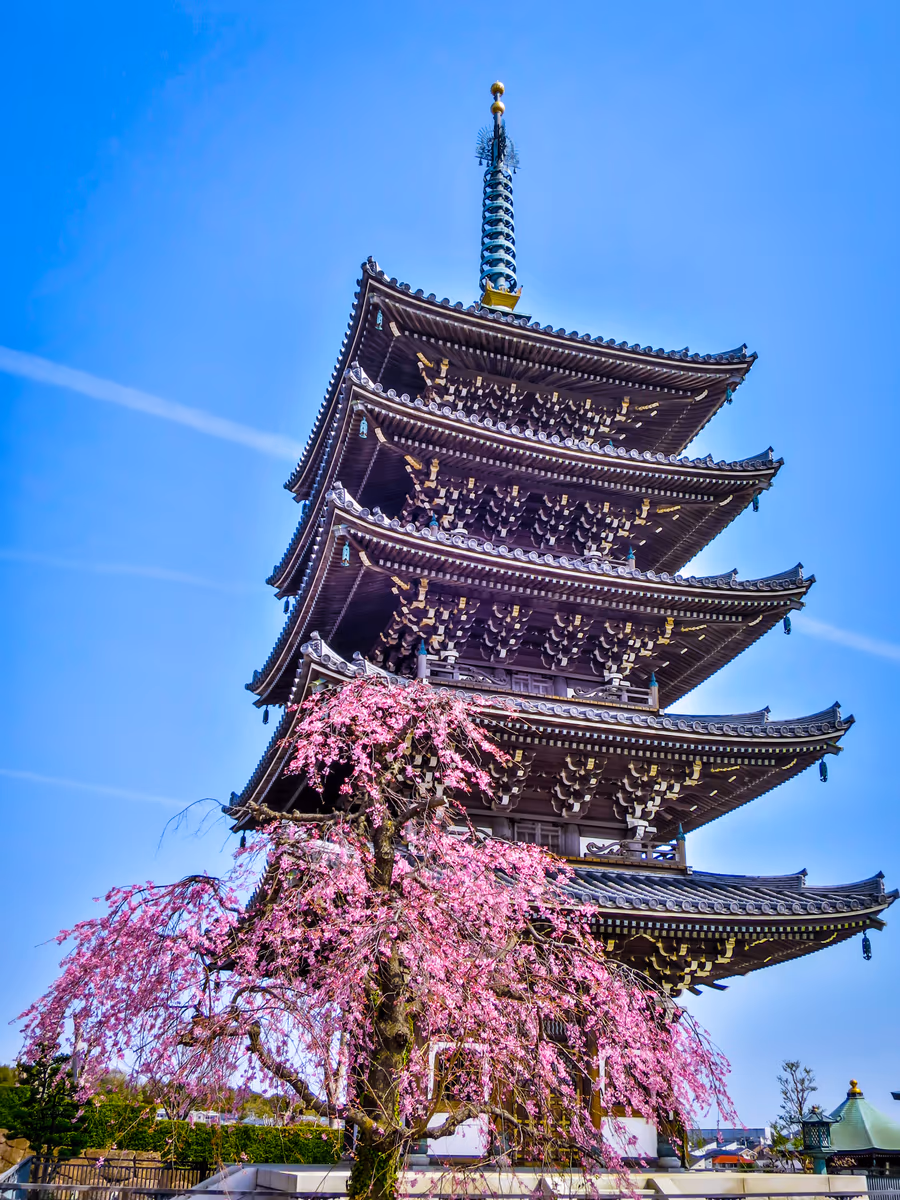 投稿写真：五重塔と紅枝垂れ桜