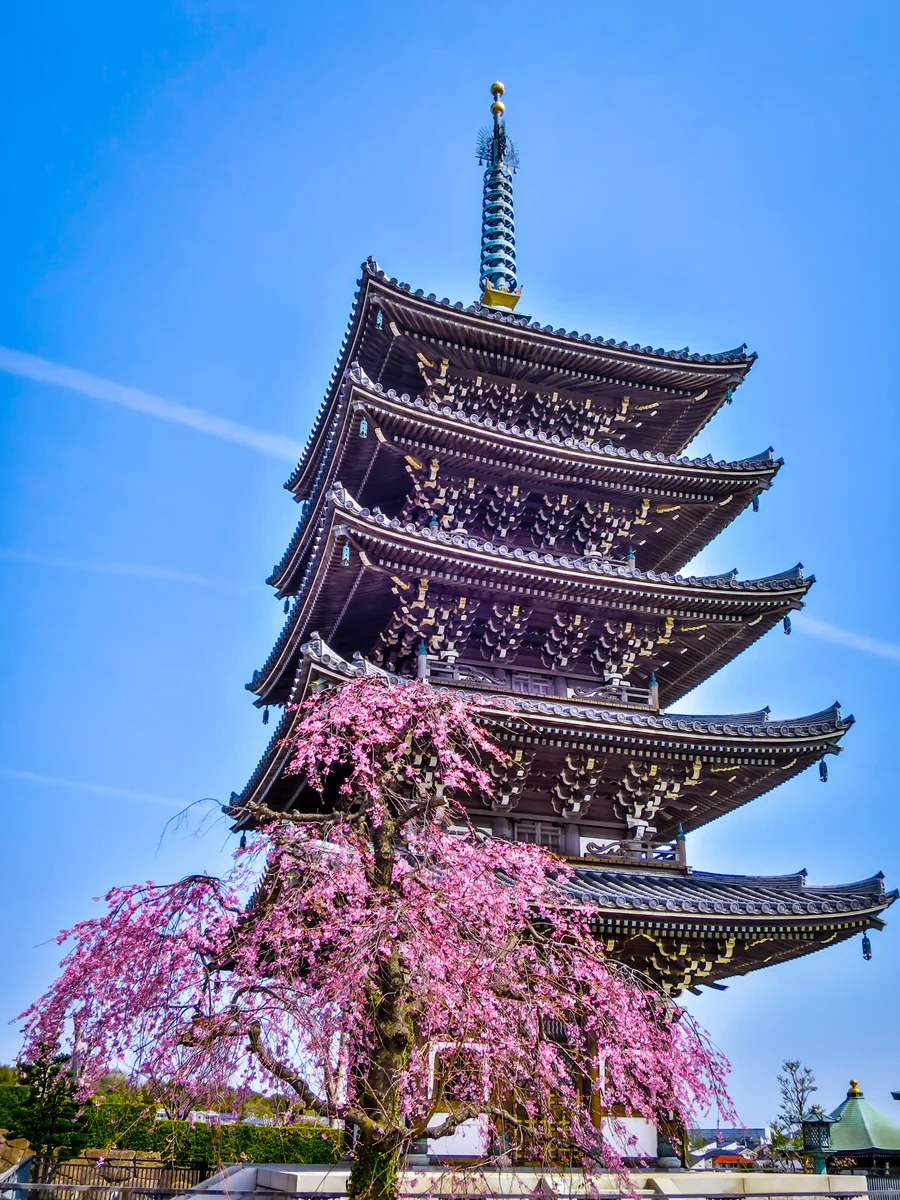 投稿写真：五重塔と紅枝垂れ桜