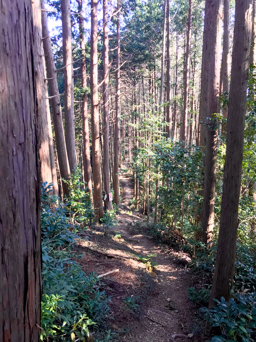 投稿写真：橋本山への山道