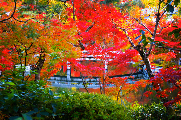 投稿：永観堂の紅葉