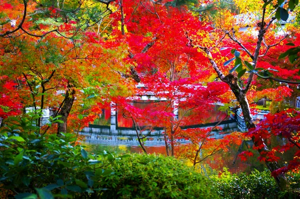 投稿：永観堂の紅葉