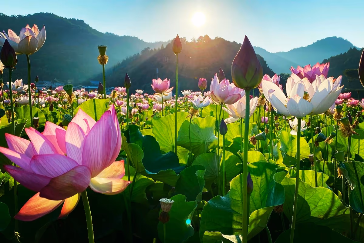 投稿写真：極楽浄土に咲くお花🪷一面に蓮の花が広がる絶景