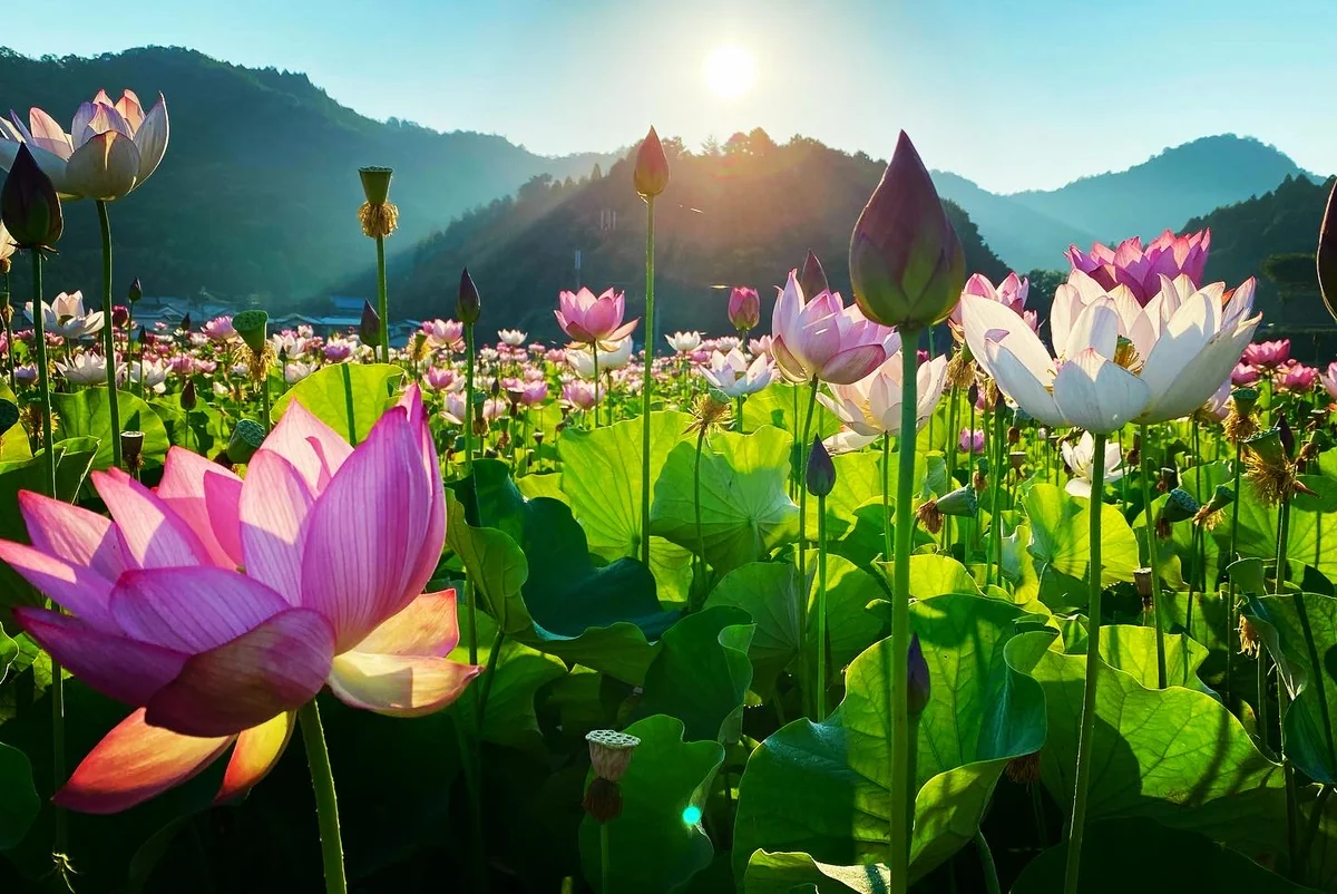 投稿写真：極楽浄土に咲くお花🪷一面に蓮の花が広がる絶景