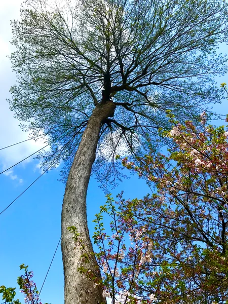 投稿：ムクノキ