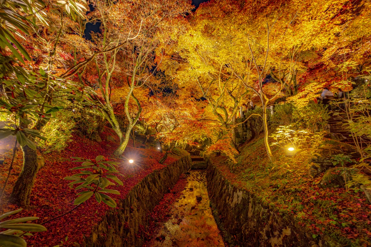 投稿写真：ライトアップ洗玉澗