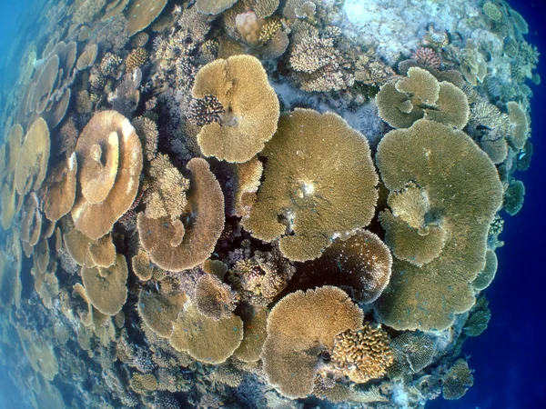 投稿：絶景珊瑚