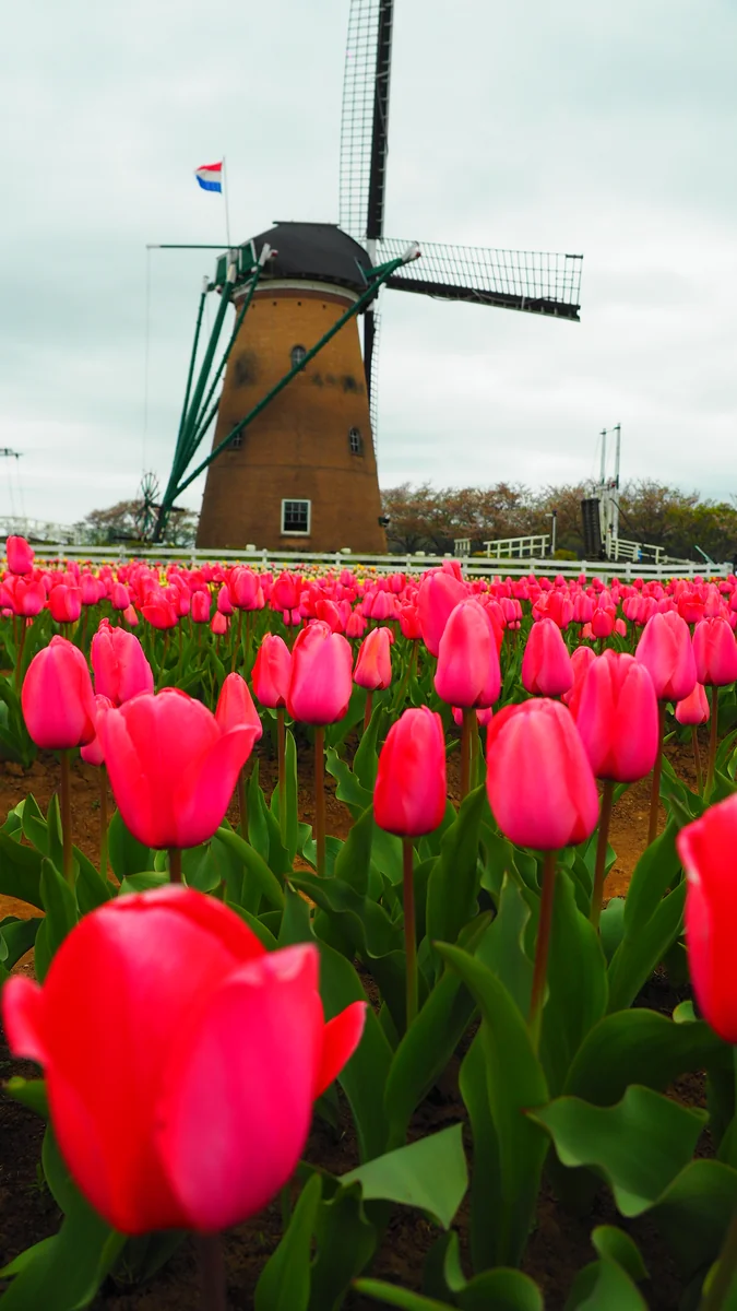 投稿写真：オランダ風車とチューリップ