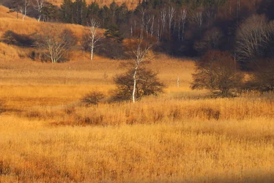 投稿：踊場湿原