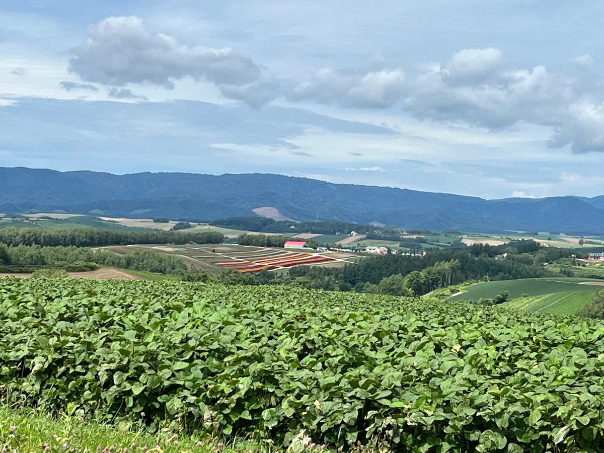 投稿写真：四季彩の丘