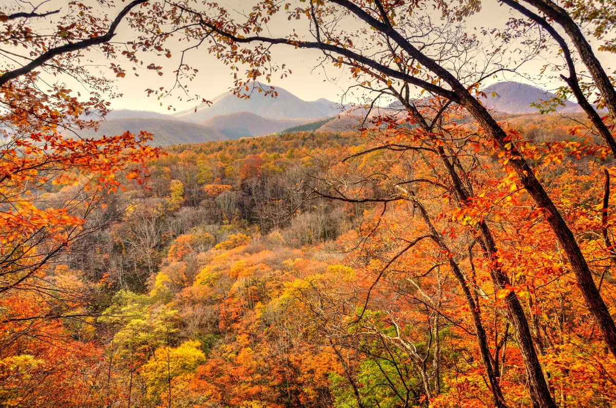 投稿写真：戸隠高原　秋の色