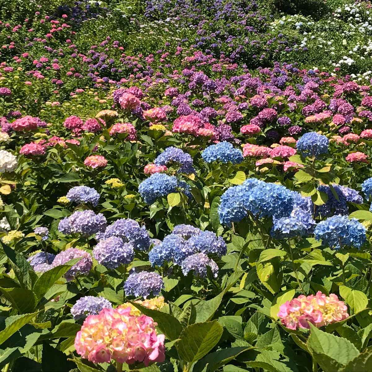 投稿写真：山一面を染めた初夏の彩り🎵
