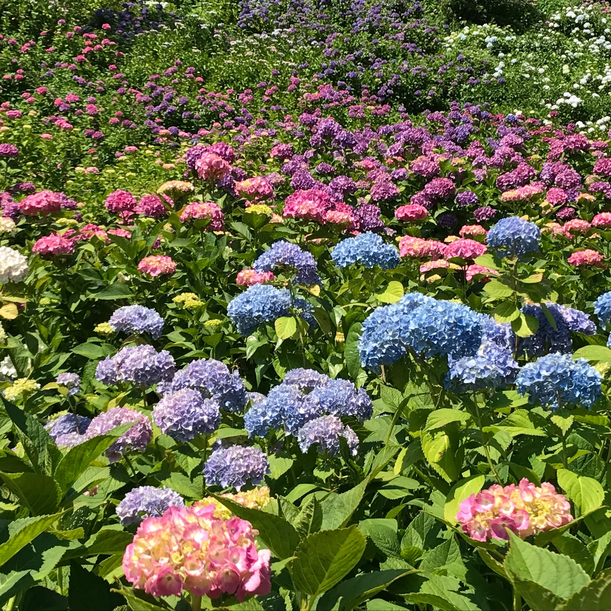 投稿写真：山一面を染めた初夏の彩り🎵